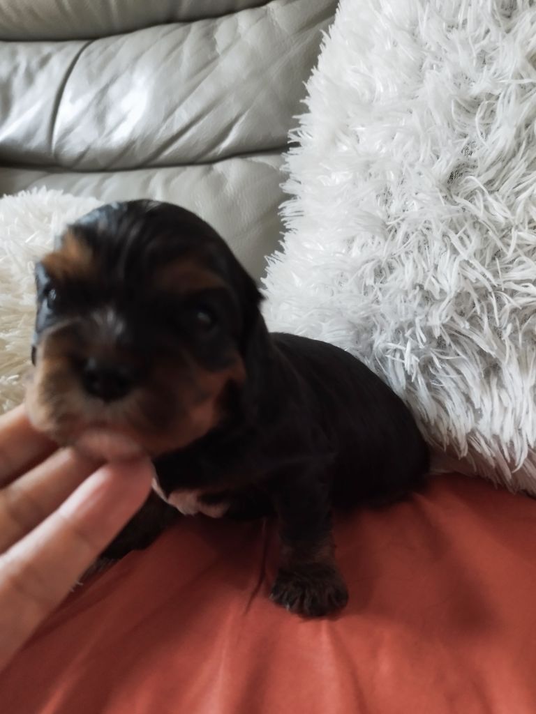 Du clos kemorick - Chiot disponible  - Cavalier King Charles Spaniel