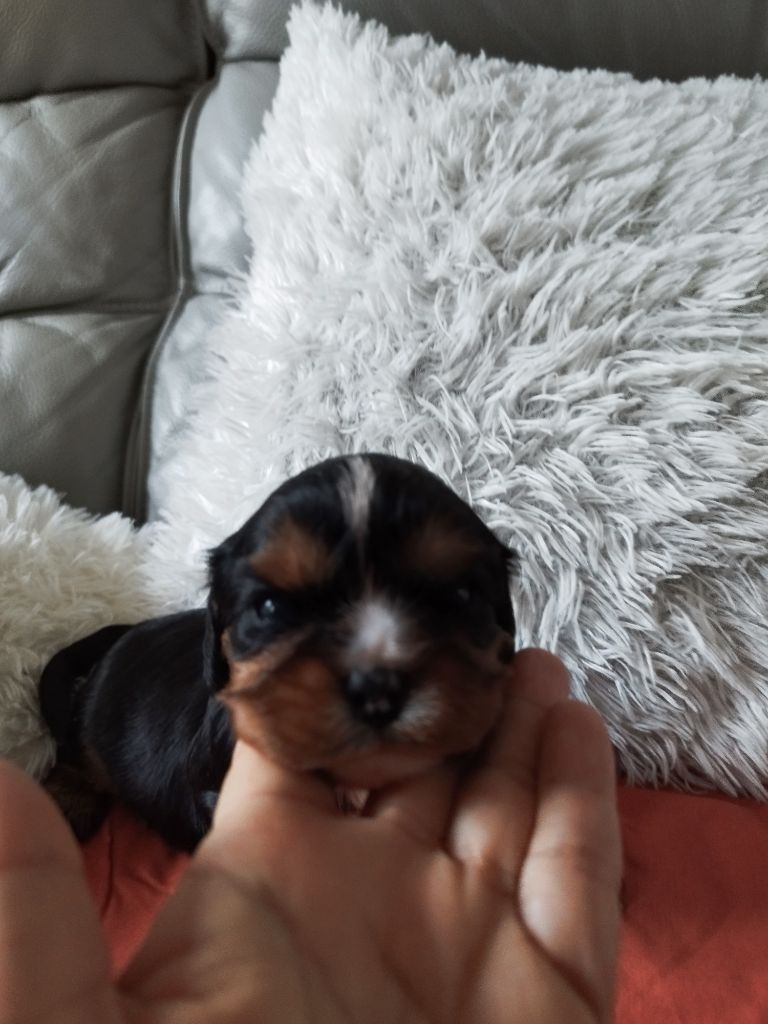 Du clos kemorick - Chiot disponible  - Cavalier King Charles Spaniel