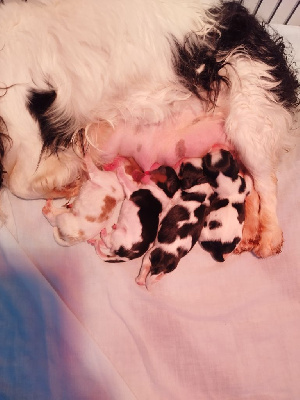 Du clos kemorick - Cavalier King Charles Spaniel - Portée née le 26/10/2024