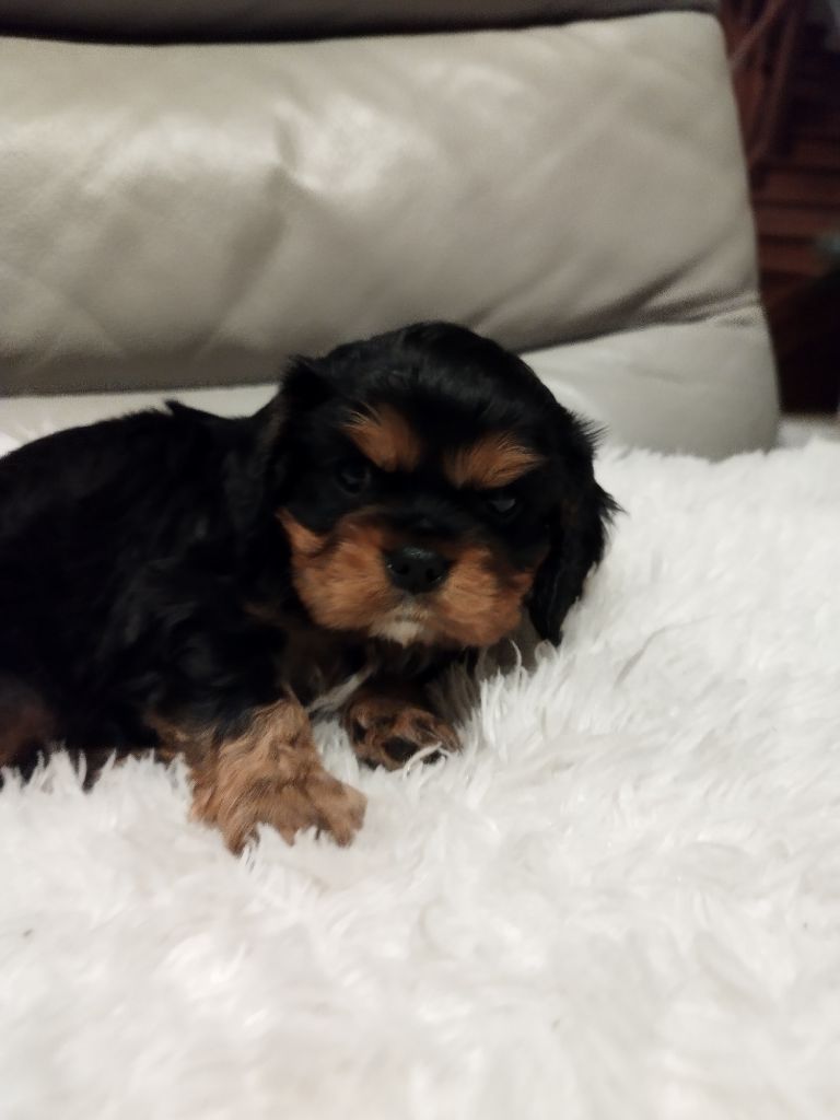 Du clos kemorick - Chiot disponible  - Cavalier King Charles Spaniel