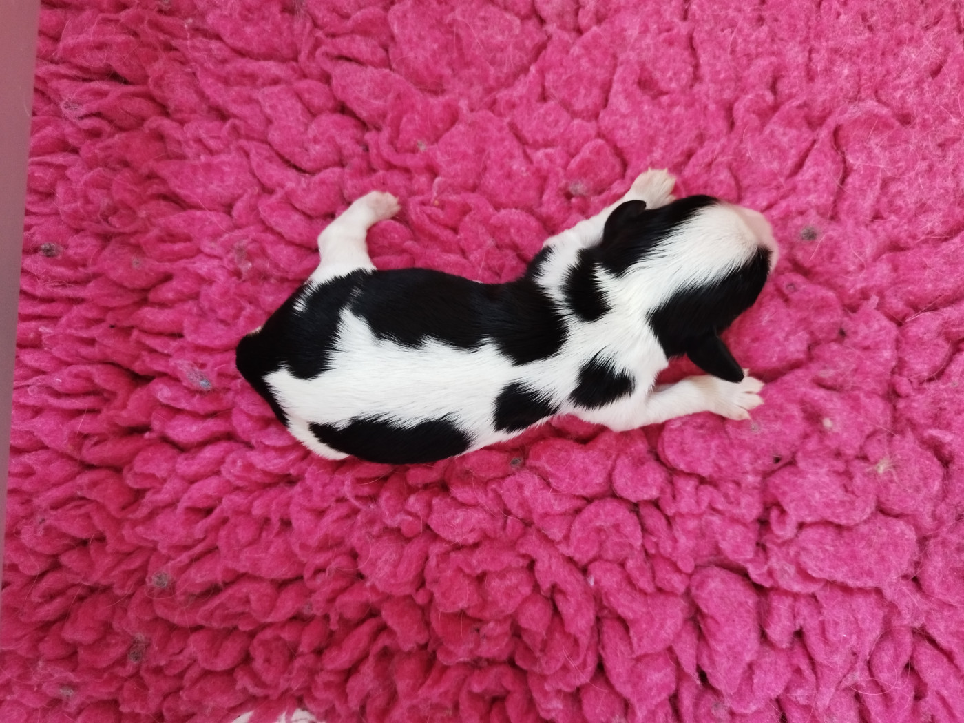 Chiot N°3 