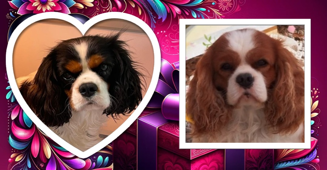 Ultra chic et Offenbach