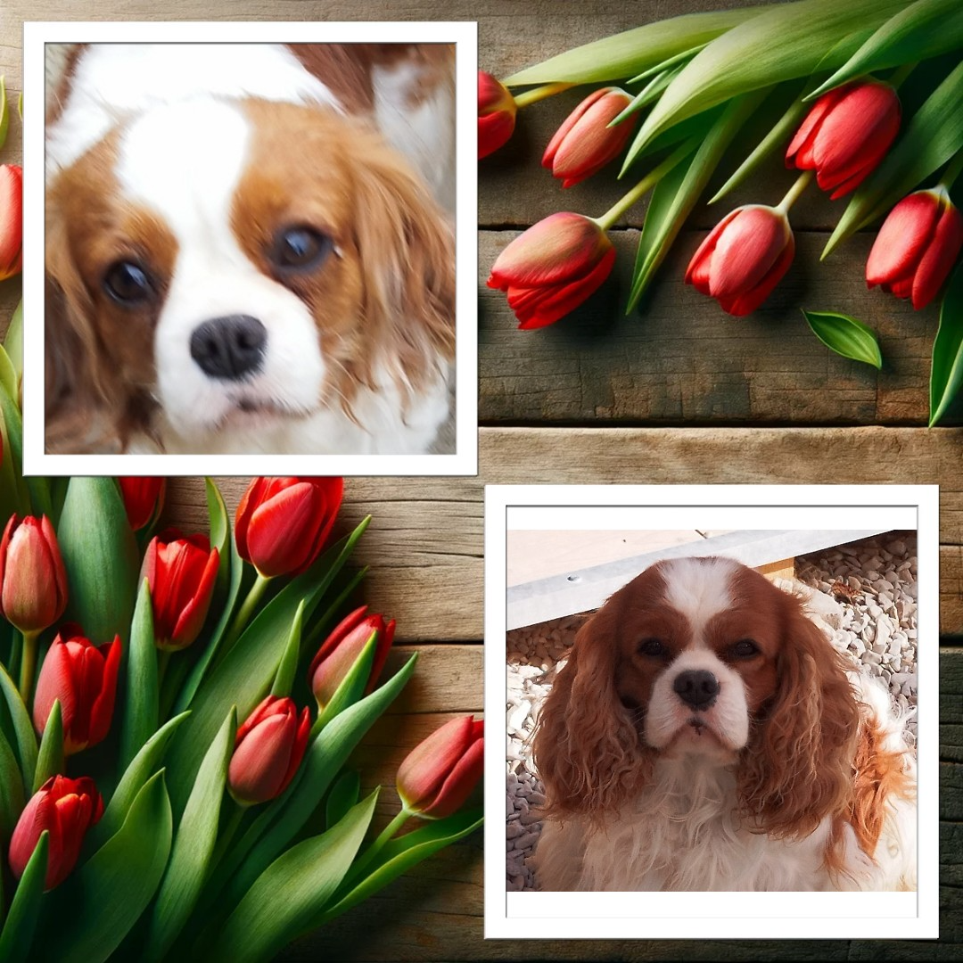 Rose Bonbon et Offenbach