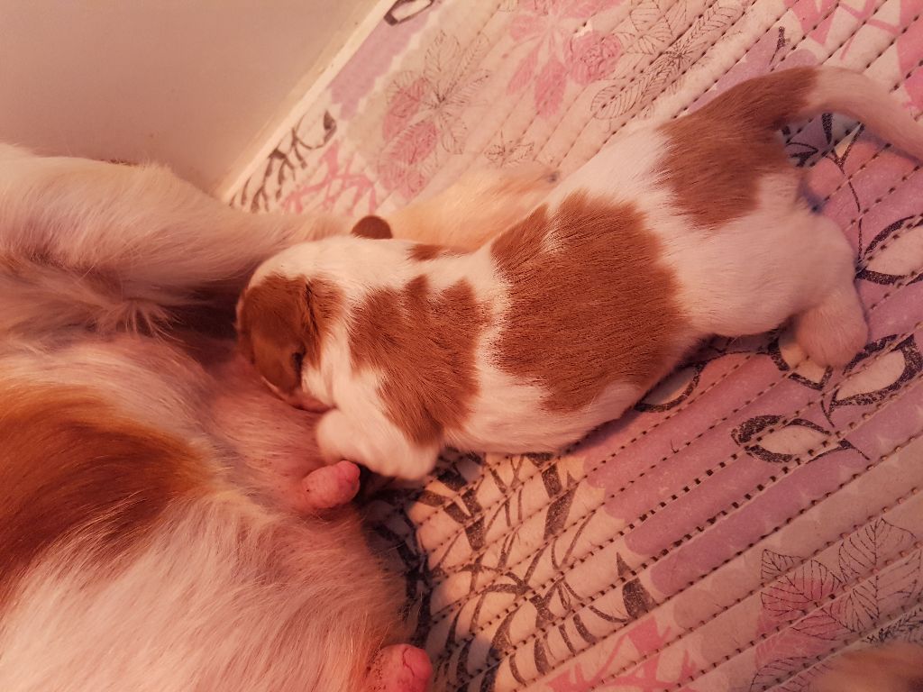 CHIOT