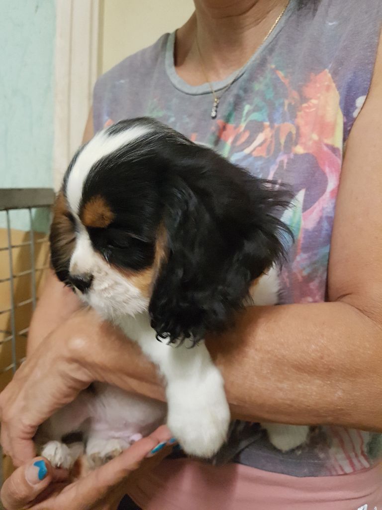 CHIOT