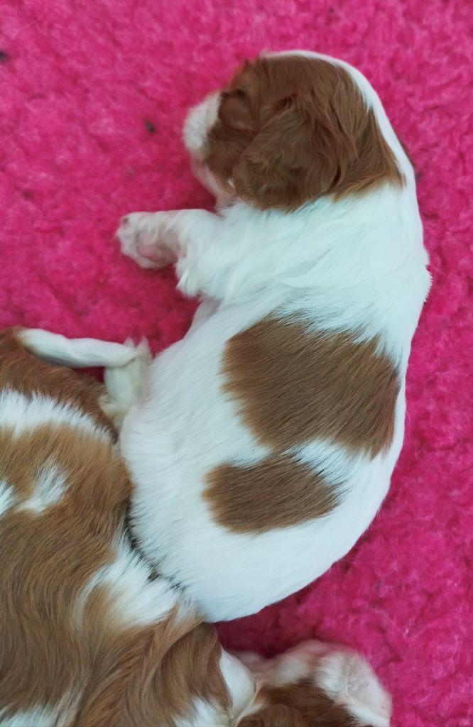 Du clos kemorick - Chiots disponibles - Cavalier King Charles Spaniel