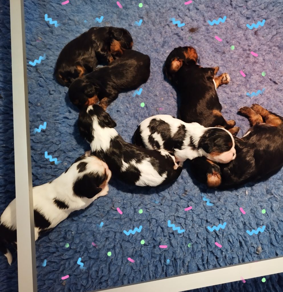 Chiot Cavalier King Charles Spaniel Du clos kemorick