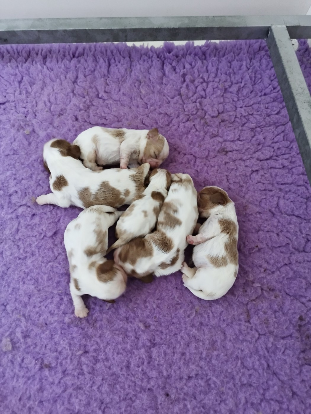 Du clos kemorick - Chiots disponibles - Cavalier King Charles Spaniel
