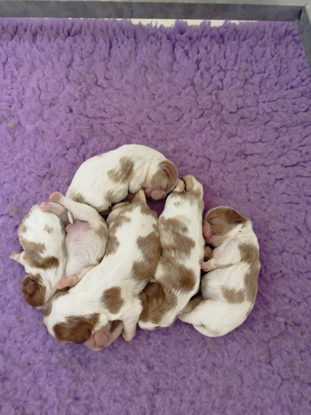 Du clos kemorick - Chiots disponibles - Cavalier King Charles Spaniel