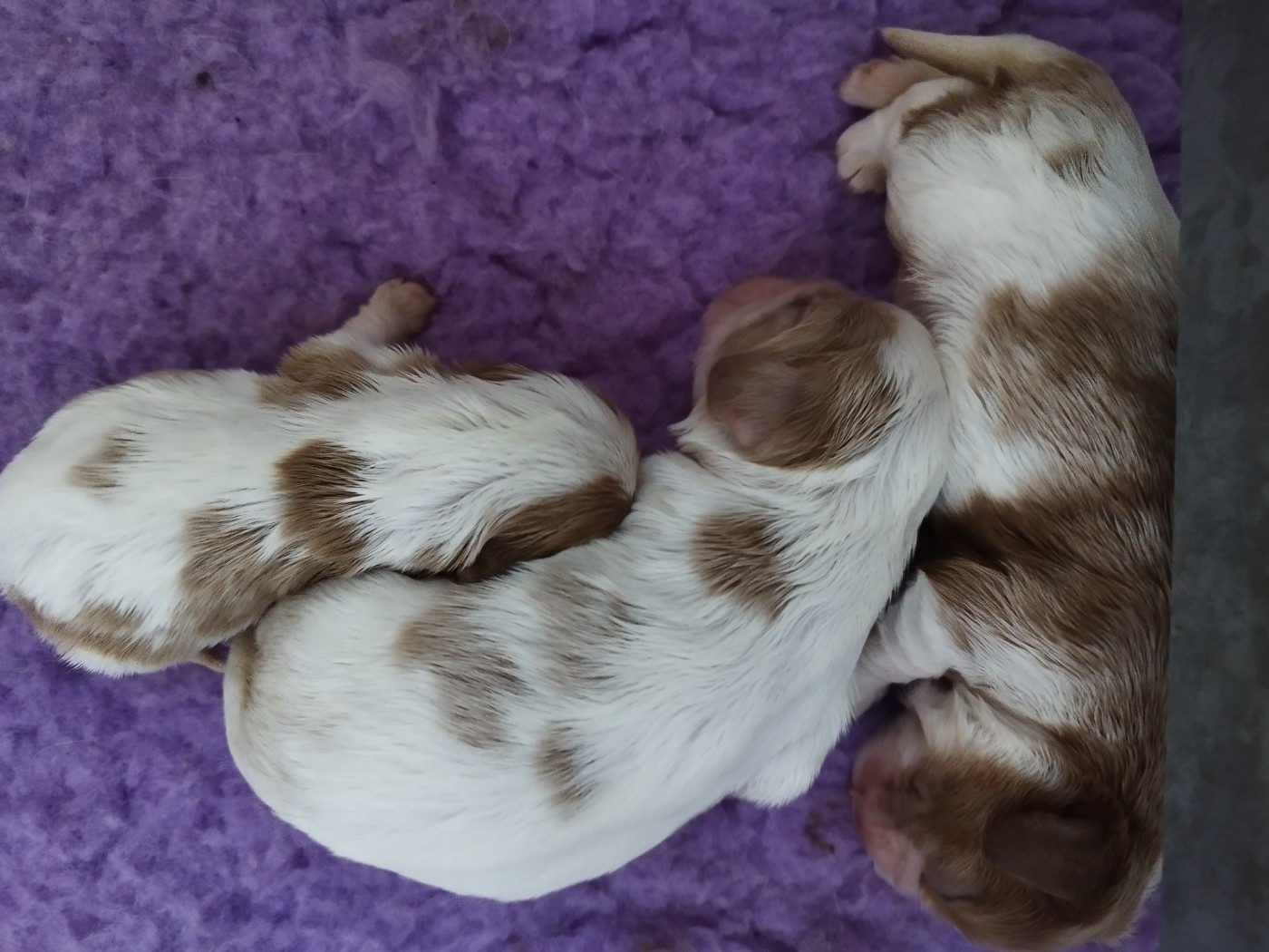 Du clos kemorick - Chiots disponibles - Cavalier King Charles Spaniel