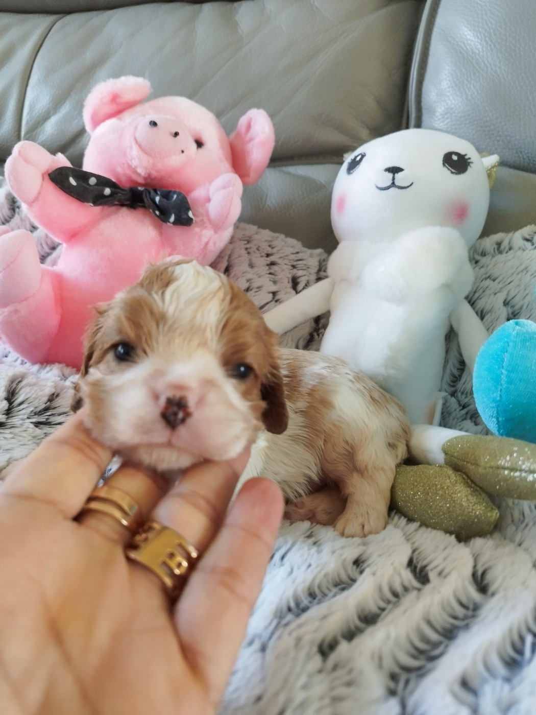 Du clos kemorick - Chiots disponibles - Cavalier King Charles Spaniel