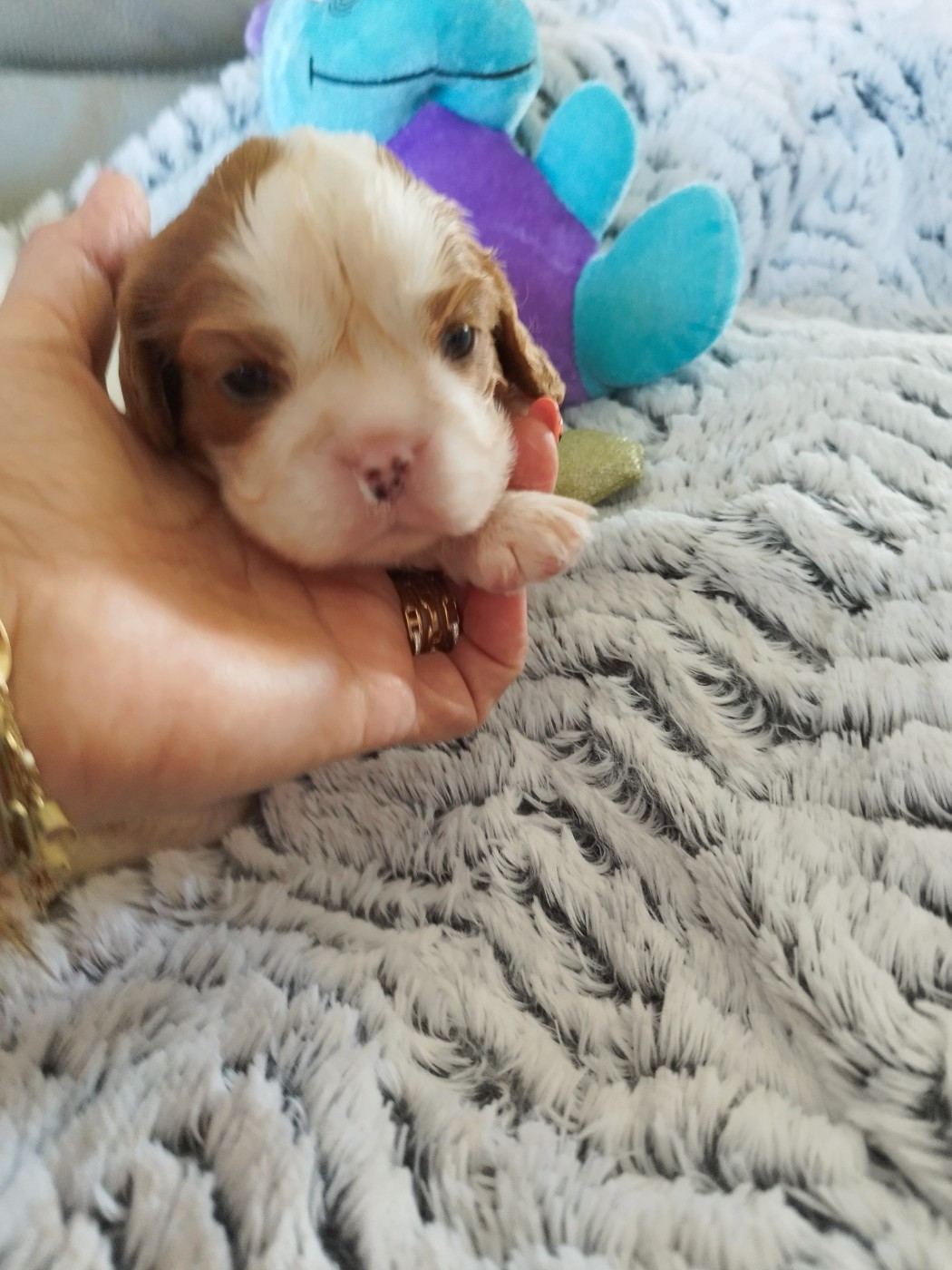 Du clos kemorick - Chiots disponibles - Cavalier King Charles Spaniel