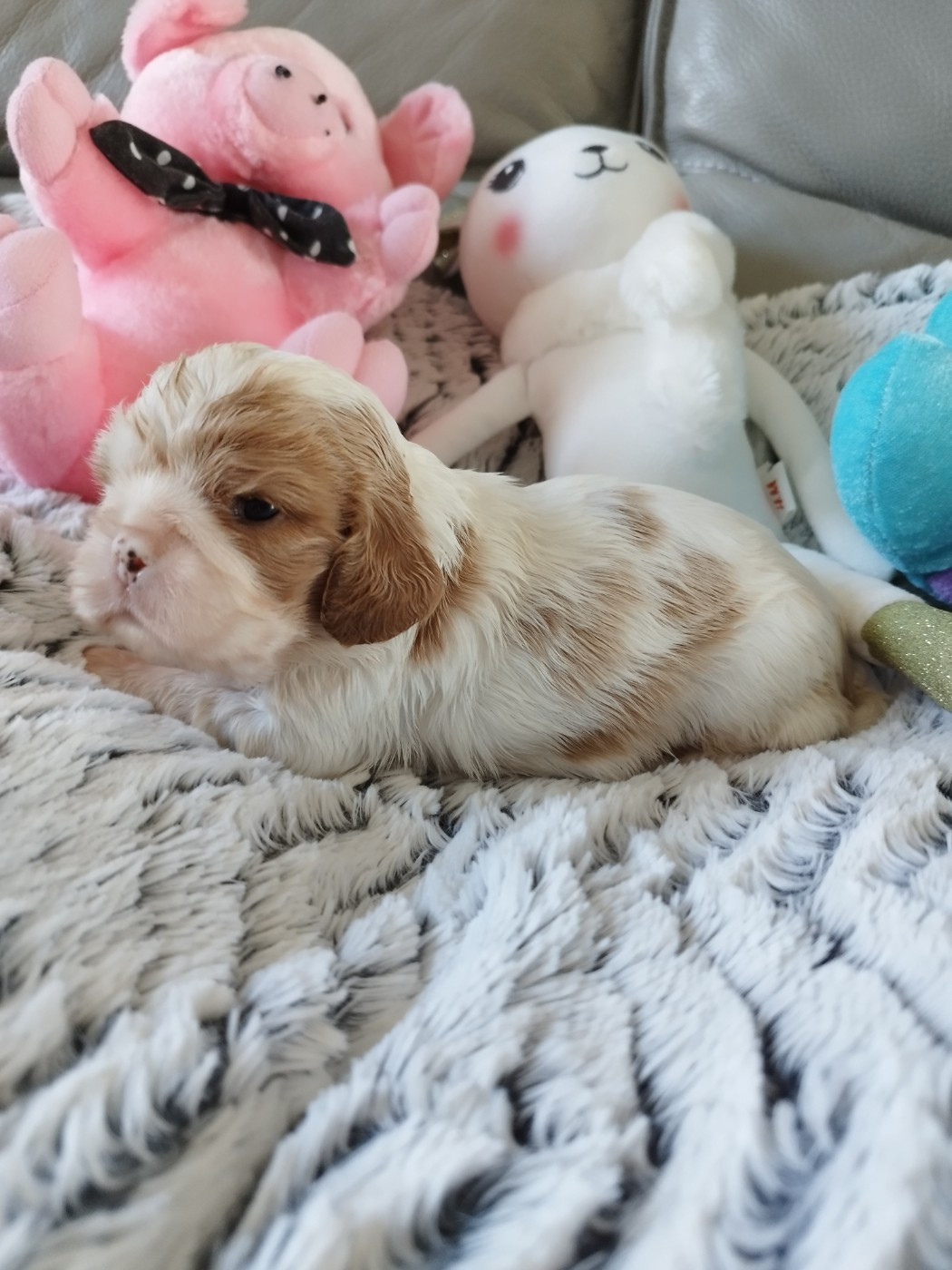 Du clos kemorick - Chiots disponibles - Cavalier King Charles Spaniel