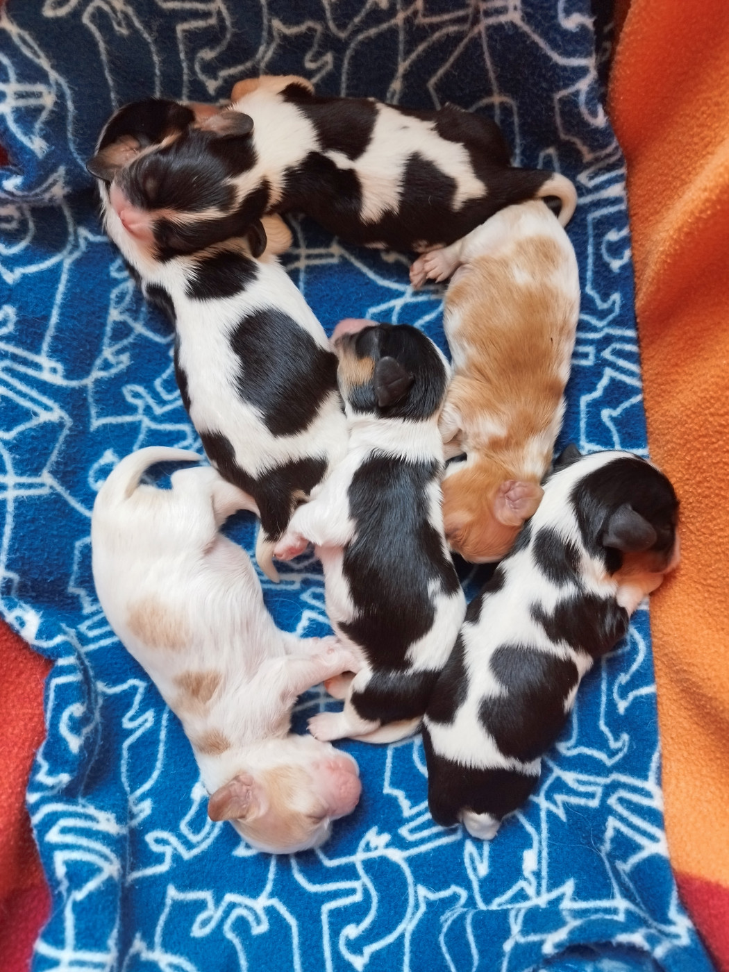 Chiot Cavalier King Charles Spaniel Du clos kemorick