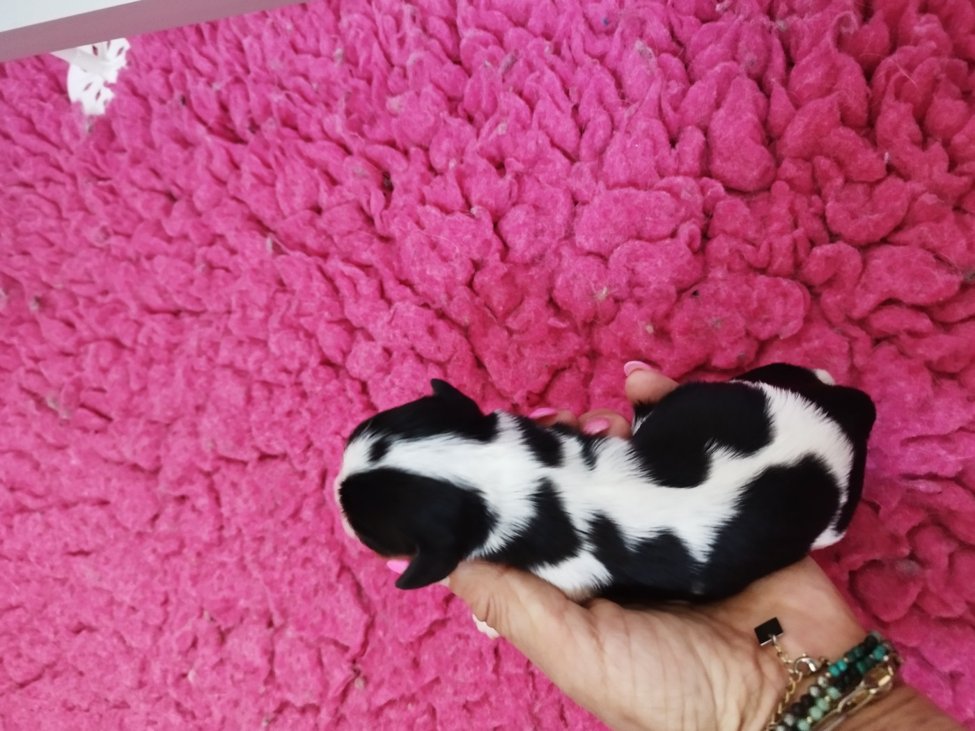 Du clos kemorick - Chiots disponibles - Cavalier King Charles Spaniel