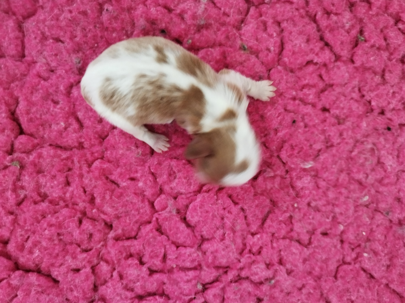 Du clos kemorick - Chiots disponibles - Cavalier King Charles Spaniel