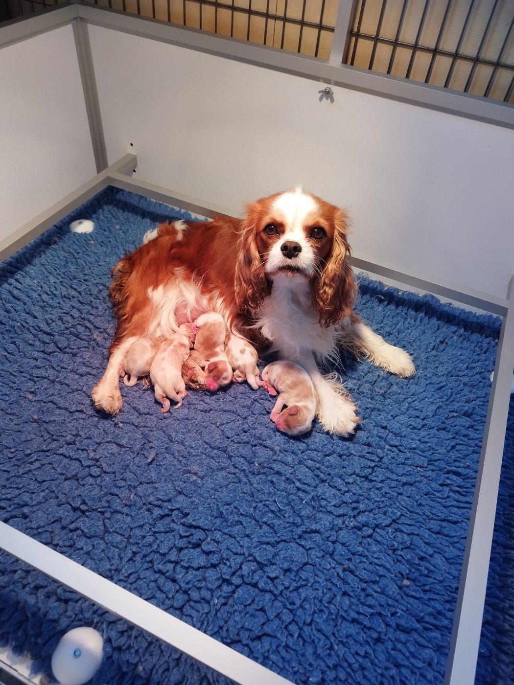 Chiot Cavalier King Charles Spaniel Du clos kemorick