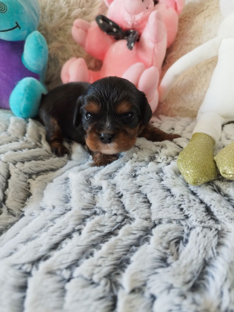 Du clos kemorick - Chiots disponibles - Cavalier King Charles Spaniel