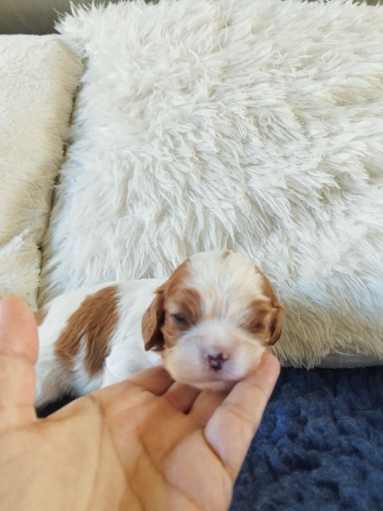 Du clos kemorick - Chiots disponibles - Cavalier King Charles Spaniel