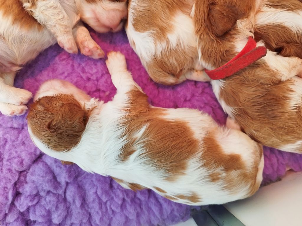 Du clos kemorick - Chiots disponibles - Cavalier King Charles Spaniel