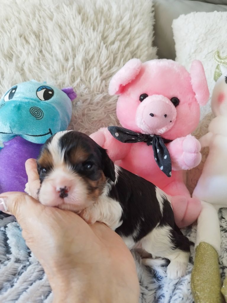 Du clos kemorick - Chiots disponibles - Cavalier King Charles Spaniel