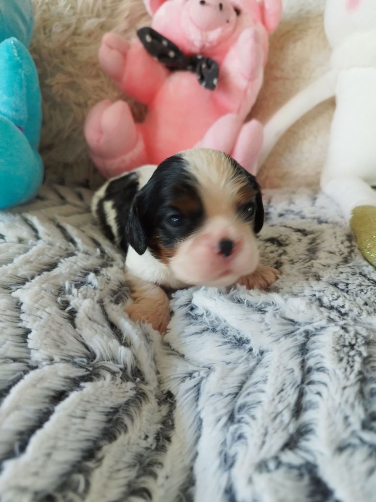Du clos kemorick - Chiots disponibles - Cavalier King Charles Spaniel