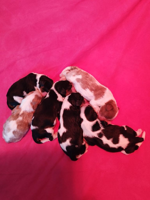 CHIOT 4