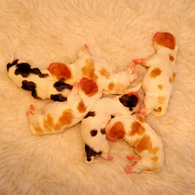 Chiot N°6