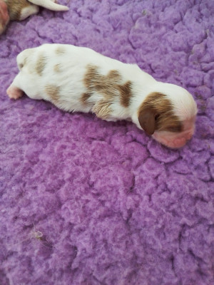 Chiot N°1