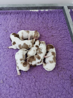 Chiot N°1