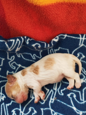 Chiot N°1