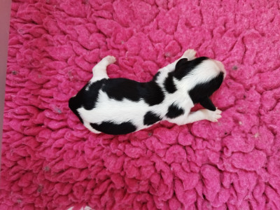 Chiot N°3