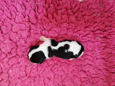 Chiot N°4