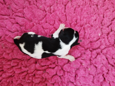 Chiot N°6