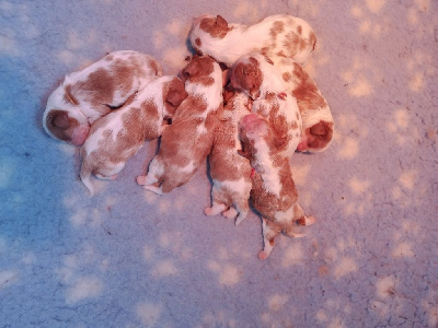 CHIOT 3