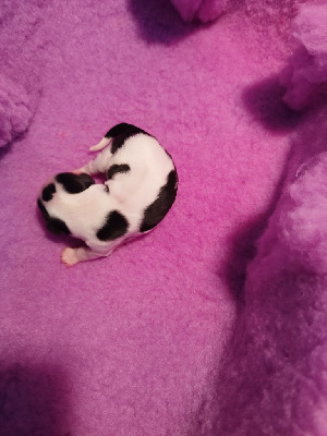 CHIOT 4