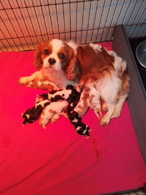 CHIOT 4