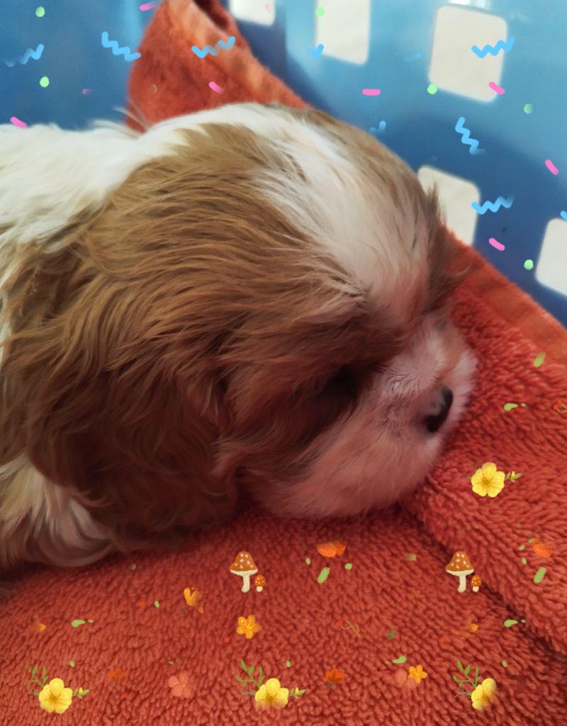 Du clos kemorick - Chiots disponibles - Cavalier King Charles Spaniel
