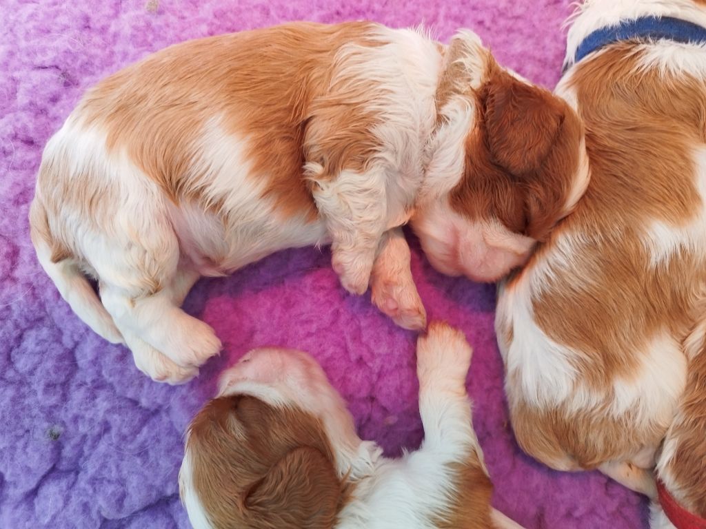 Du clos kemorick - Chiots disponibles - Cavalier King Charles Spaniel