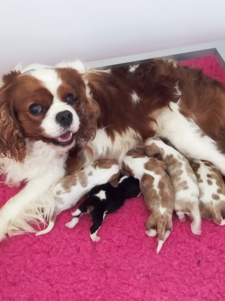 Du clos kemorick - Chiots disponibles - Cavalier King Charles Spaniel