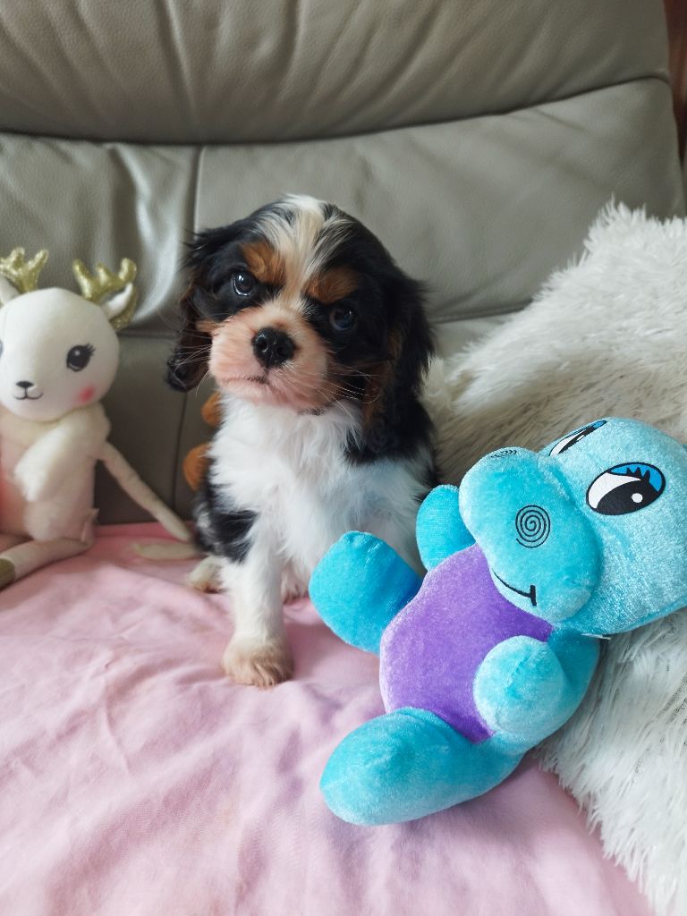Chiot Cavalier King Charles Spaniel Du clos kemorick