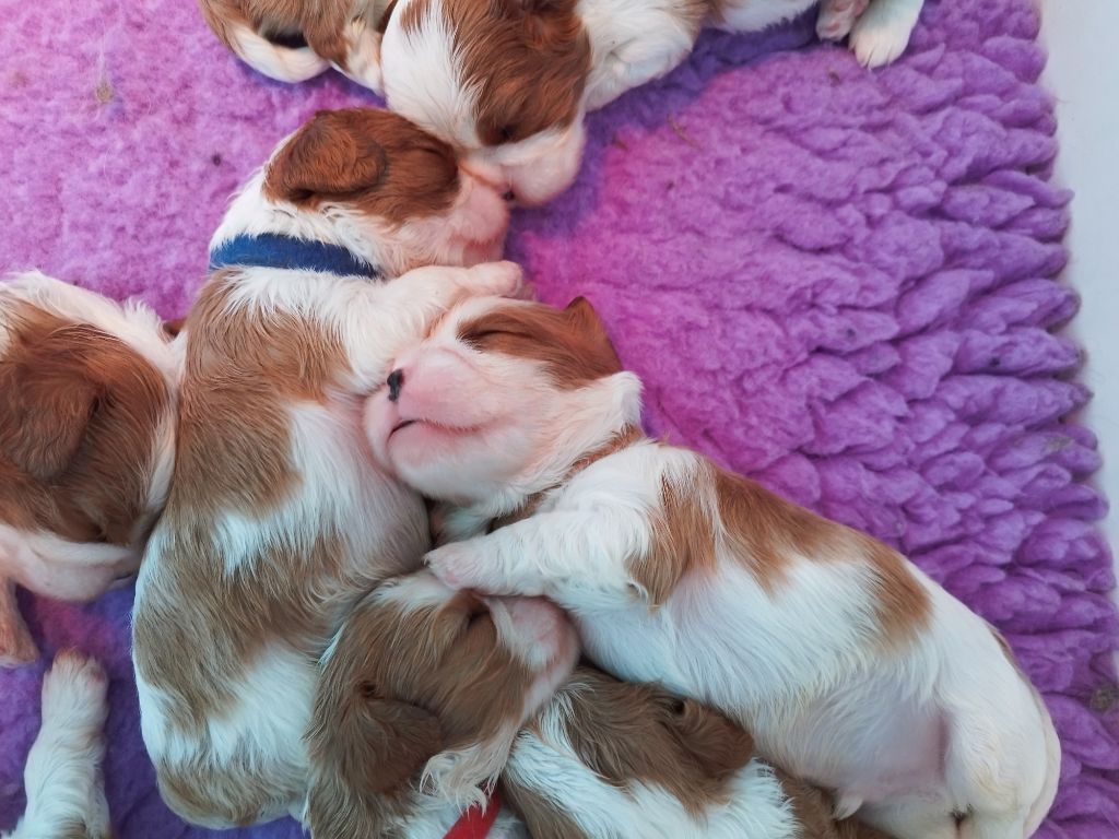 Du clos kemorick - Chiots disponibles - Cavalier King Charles Spaniel